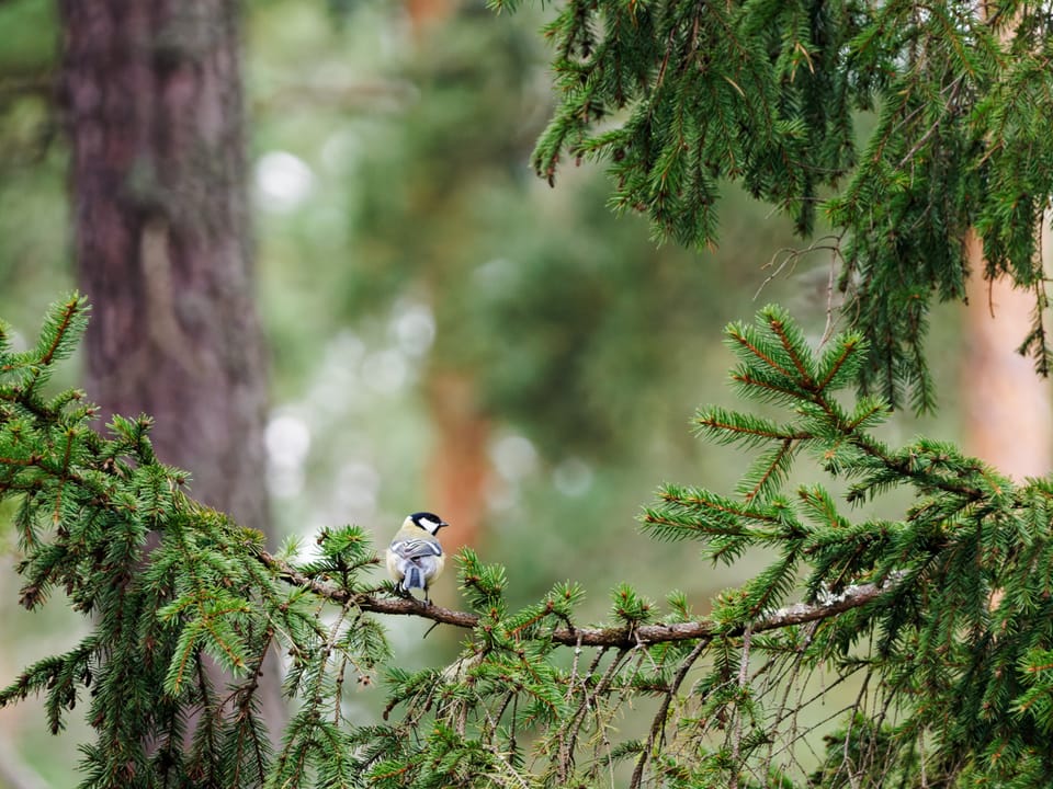 Trying out bird photography